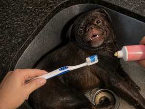 Image 71: You'll Never Guess Which Common Item Eliminates Tartar From a Dog's Teeth