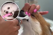 Image 13: You'll Never Guess What Melts Tartar off Your Dog's Teeth (Not a Toothbrush!)