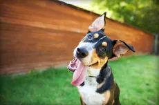 Unbox a Monthly Surprise of Fun for You and Your Pup!
